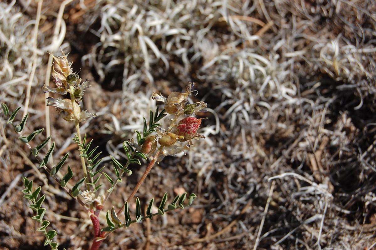 Astragalus lentiginosus var. vitreus image