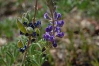 Lupinus caudatus subsp. caudatus image