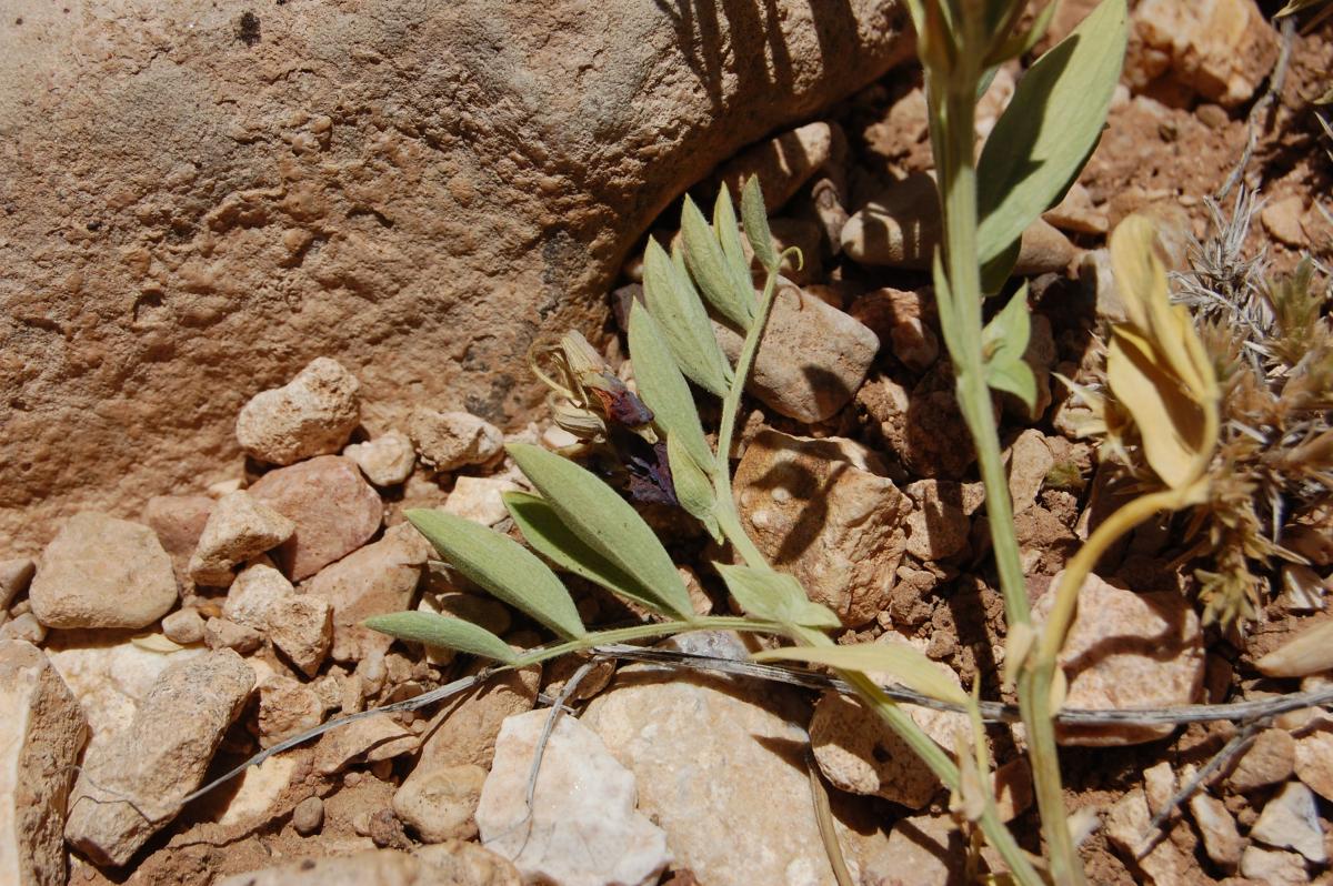 Lathyrus brachycalyx image