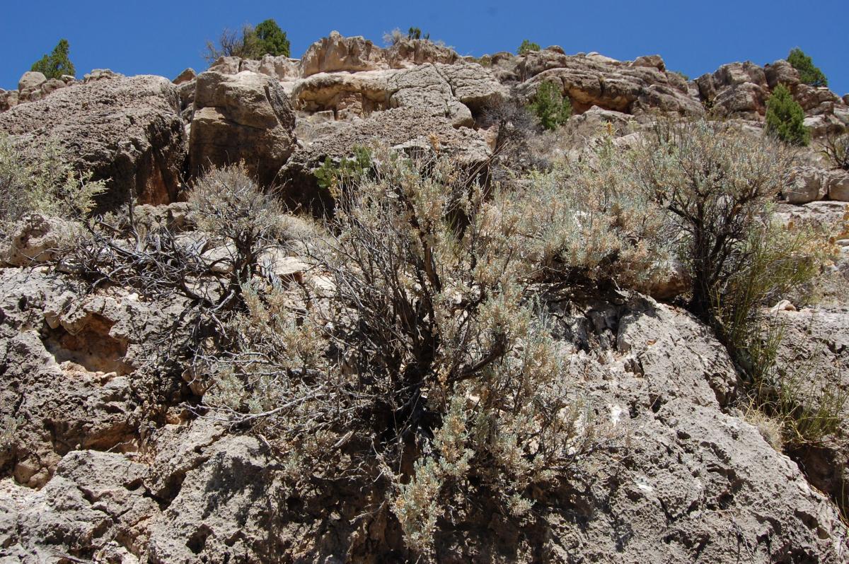 Artemisia tridentata subsp. wyomingensis image