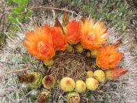 Ferocactus wislizeni image