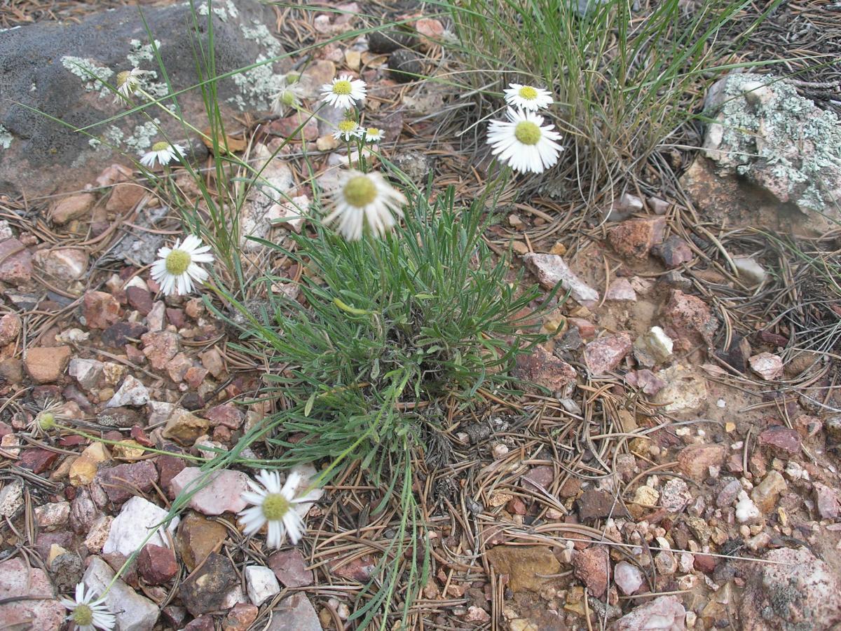 Erigeron concinnus var. subglaber image