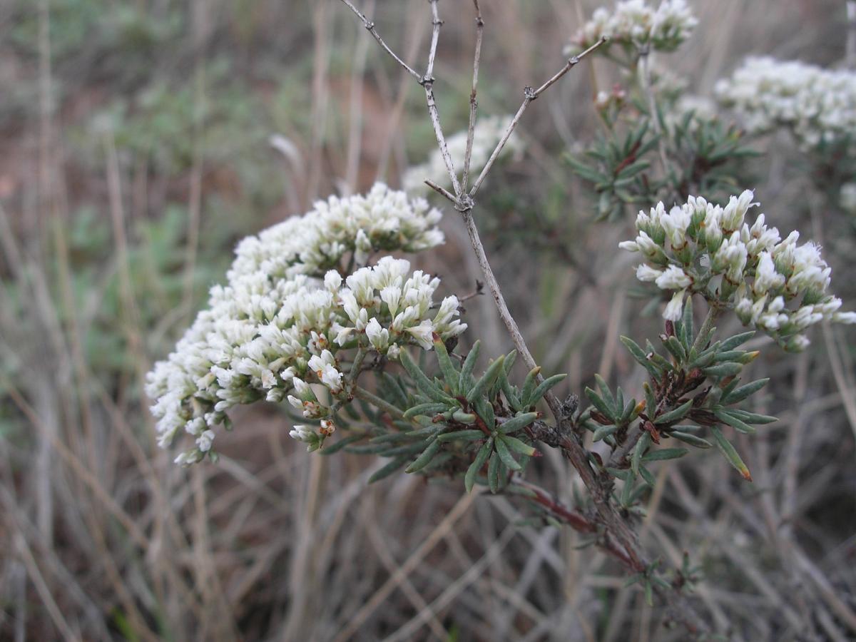 Eriogonum microthecum var. simpsonii image