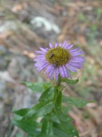 Erigeron formosissimus image