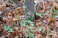 Geranium caespitosum image