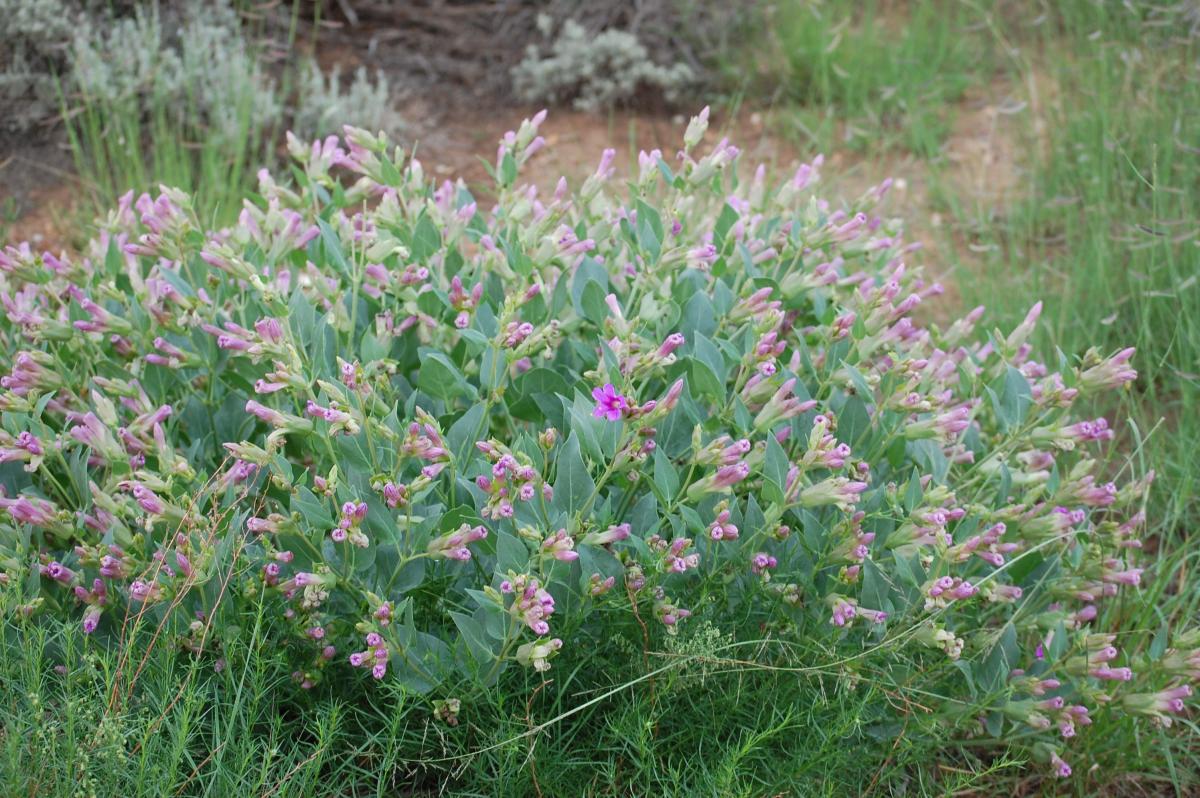 Mirabilis multiflora var. pubescens image