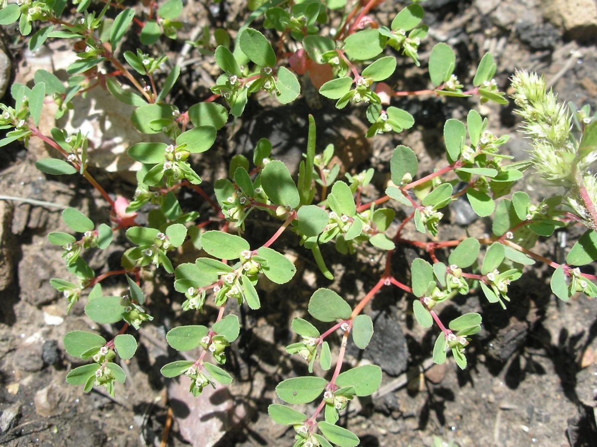 Euphorbia serpillifolia var. serpillifolia image