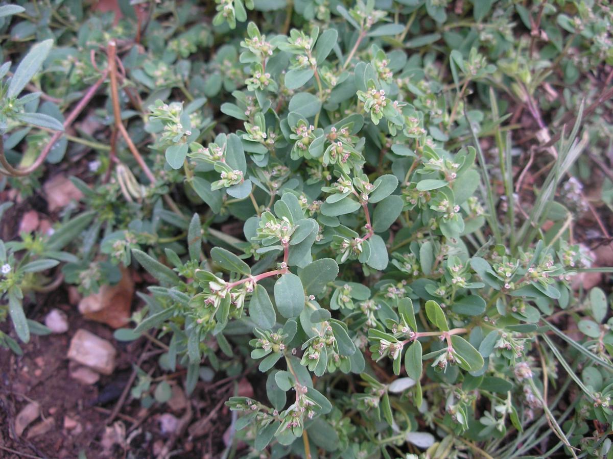 Euphorbia serpillifolia var. serpillifolia image