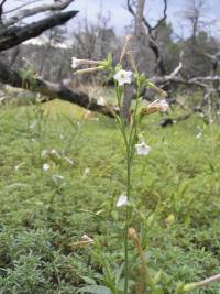 Nicotiana attenuata image