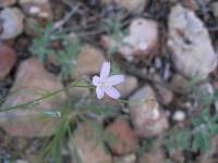 Stephanomeria tenuifolia image