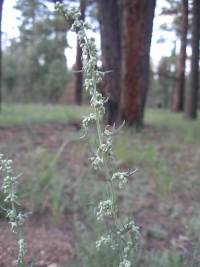 Artemisia ludoviciana image