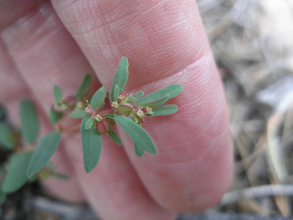 Euphorbia serpillifolia var. serpillifolia image