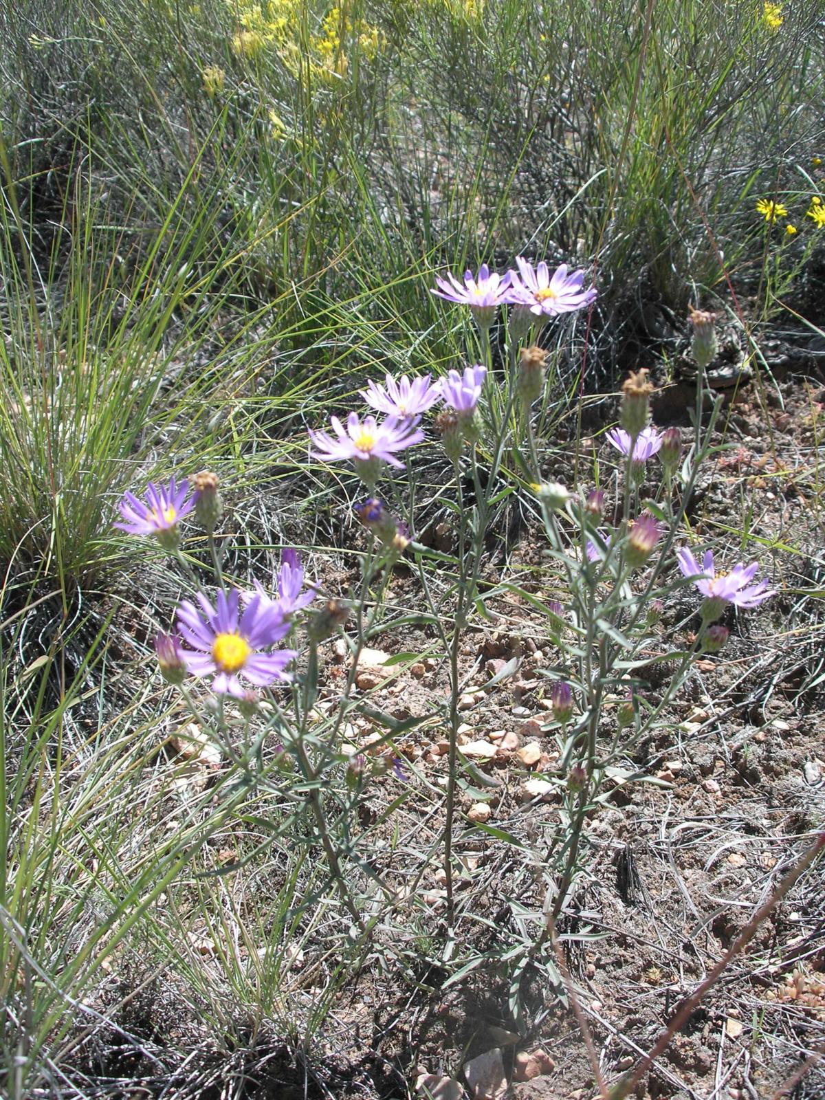 Dieteria canescens var. canescens image