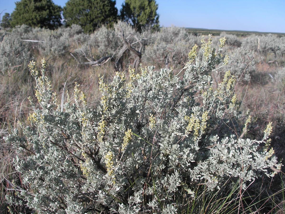 Artemisia tridentata subsp. tridentata image