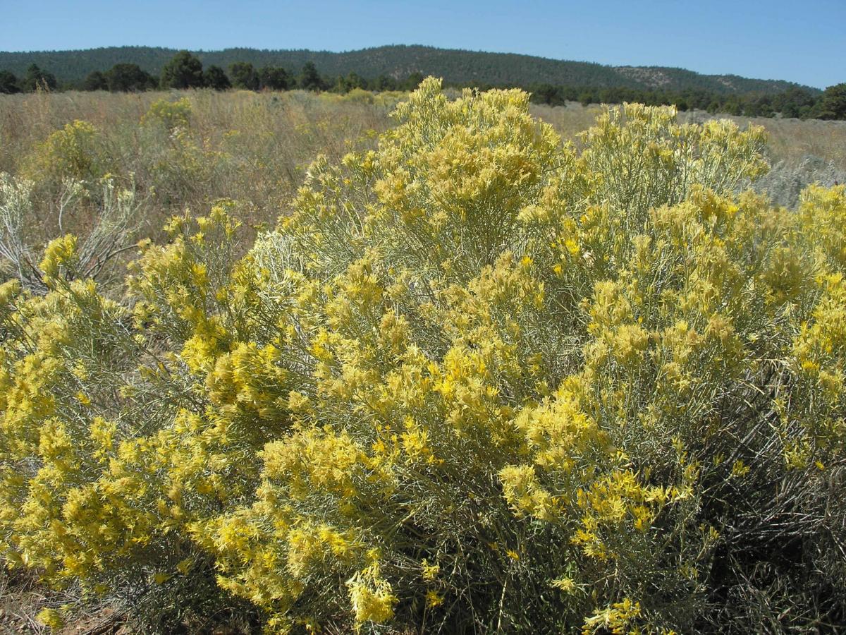 Ericameria nauseosa var. nitida image