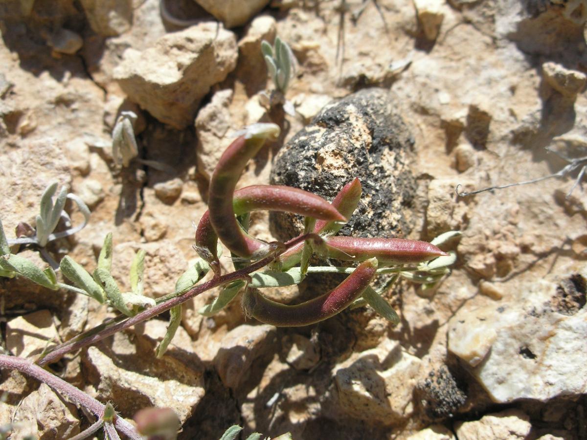 Astragalus nuttallianus var. micranthiformis image
