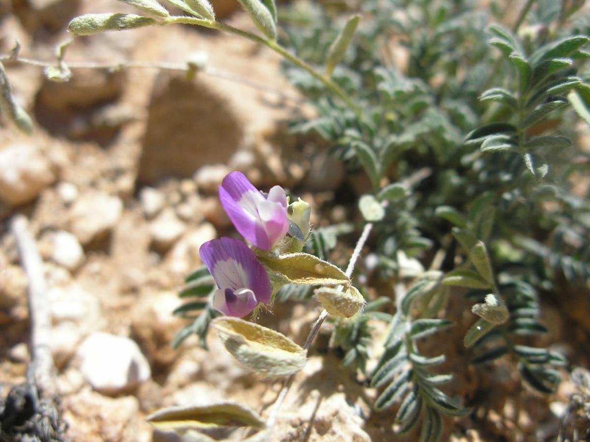 Astragalus nuttallianus var. micranthiformis image