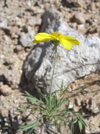 Thelesperma subnudum image