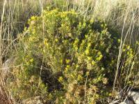 Chrysothamnus viscidiflorus subsp. puberulus image