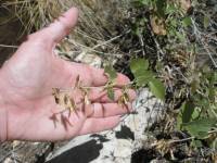 Brickellia californica image