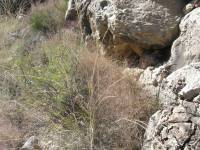 Muhlenbergia porteri image