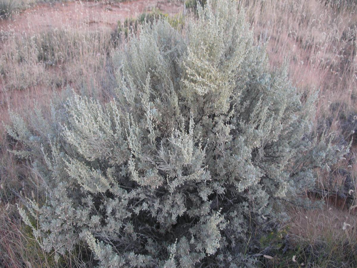 Artemisia tridentata subsp. tridentata image