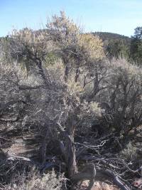 Artemisia tridentata subsp. wyomingensis image