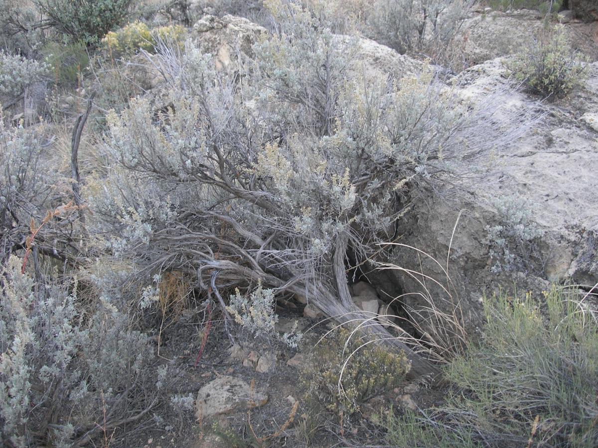 Artemisia tridentata subsp. tridentata image