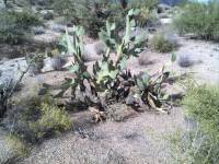 Opuntia engelmannii var. linguiformis image