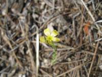 Linum australe image