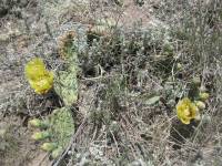 Opuntia macrorhiza image