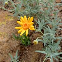 Bahia absinthifolia image