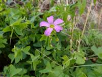 Oxalis latifolia image