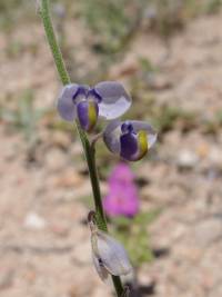 Hebecarpa barbeyana image