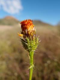 Adenophyllum porophyllum image