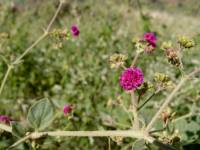 Boerhavia coccinea image