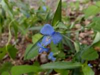 Commelina dianthifolia image