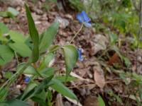 Commelina dianthifolia image