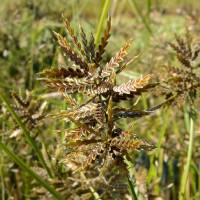 Cyperus flavicomus image