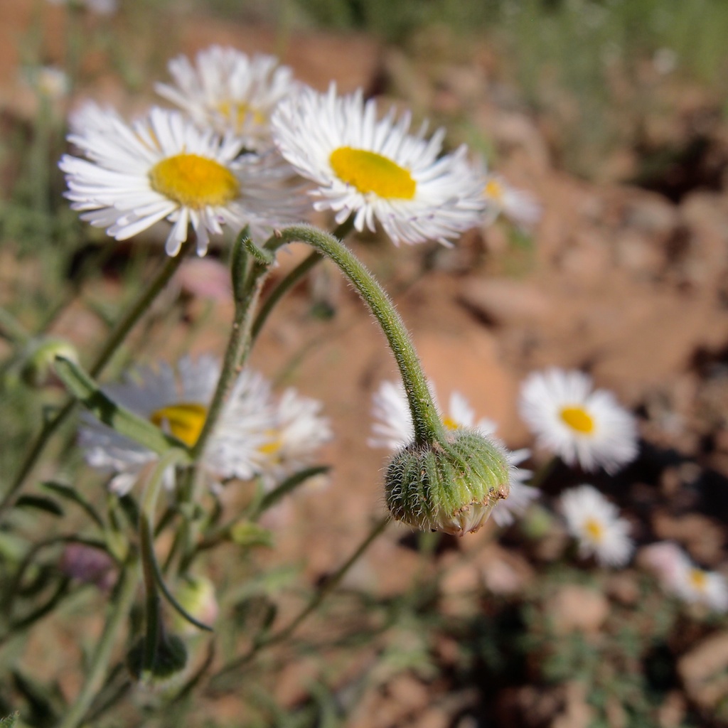 Erigeron accedens image