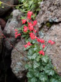 Heuchera sanguinea image