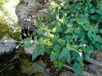 Mirabilis longiflora image