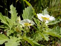 Physalis acutifolia image