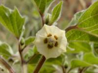 Physalis pubescens image