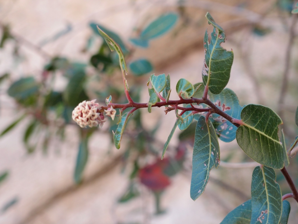 Rhus kearneyi subsp. kearneyi image