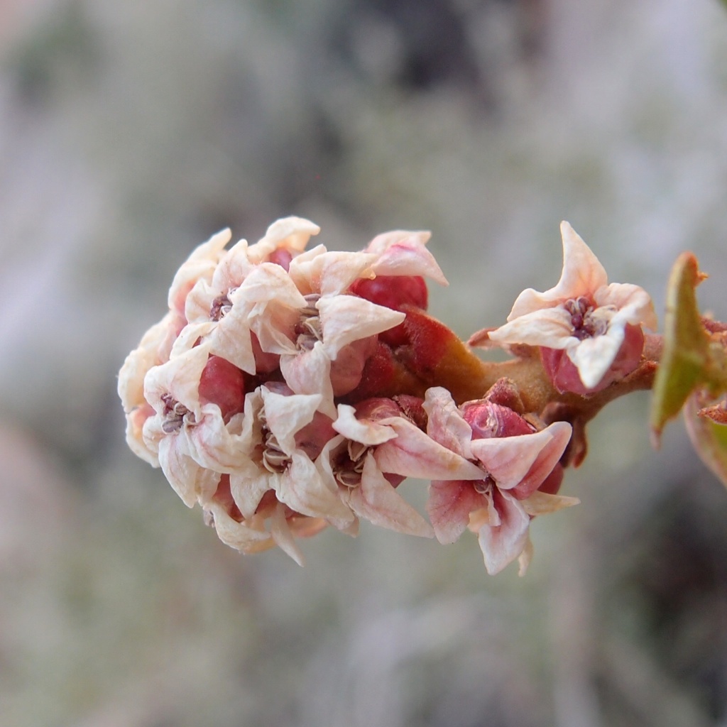 Rhus kearneyi subsp. kearneyi image