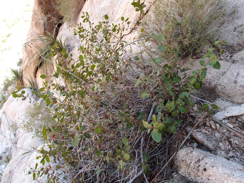 Rhus kearneyi subsp. kearneyi image