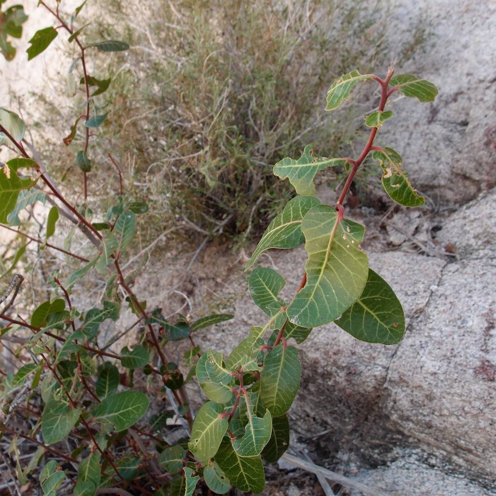 Rhus kearneyi subsp. kearneyi image