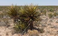 Yucca treculeana image