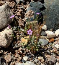 Gilia minor image